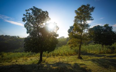 FONKOZE - CLM Program - Staircase out of poverty